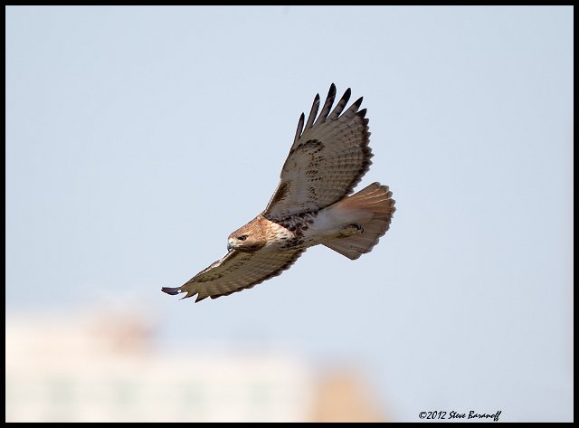 _2SB5549 red-tailed hawk.jpg